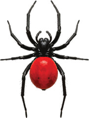 Obraz premium spider on a vector illustration