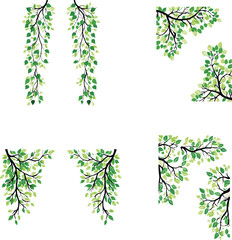 Hanging plants with green leaves