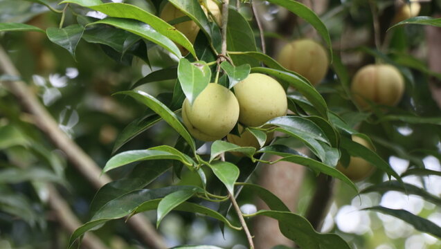 Unripe green nutmeg fruits dangling from the tree branches.