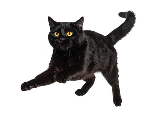 Black Cat Mid-Pounce with Extended Claws, isolated on a transparent background