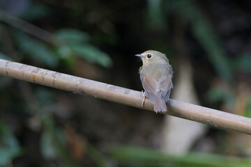 snowy-browed flycatcher or Ficedula hyperythra seen in Karimganj, Assam, India
