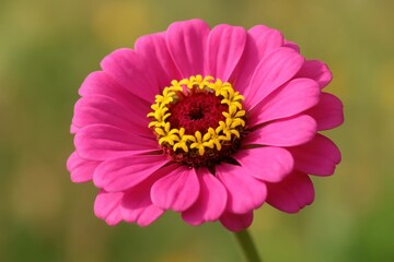 Obraz premium Riga, Latvia 05-09-2024 A single pink zinnia stands out against a soft green backdrop, its vibrant yellow center drawing the eye to the heart of the flower