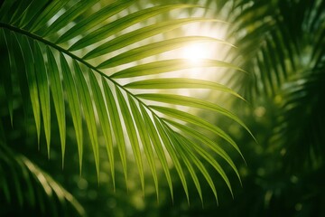 Riga, Latvia 05-09-2024 A lone palm leaf stands out against the verdant backdrop of a tropical forest, its vibrant green hues and delicate structure casting an ethereal glow