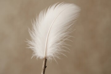 Obraz premium Riga, Latvia 05-09-2024 A single white feather stands out against a textured brown background, symbolizing purity and elegance in this minimalist composition