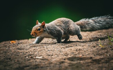 Close-up of a squirrel on sandy ground.