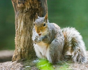 Squirrel Eating by Tree Trunk