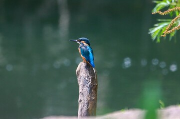 Kingfisher perched by a tranquil lake.