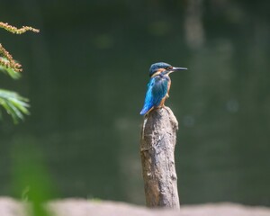 Kingfisher perched by a serene pond