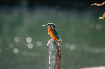 Kingfisher Perched on a Post