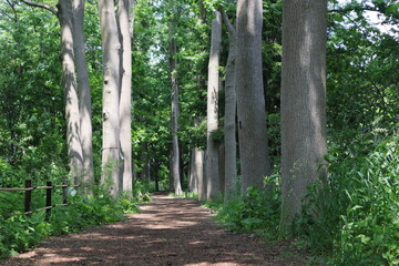 여름의 자작나무