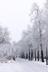 Morning winter alley lined with trees covered in thick hoarfrost. Magical frozen pathway glowing in soft dawn light – perfect for Christmas, serenity and seasonal wonder