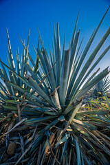 Mature Blue Agave Plant under Clear Sky