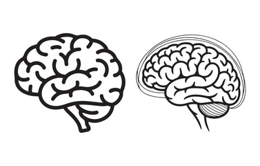 Black and white brain anatomy illustration medical vector
