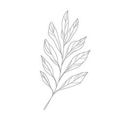 Minimalist line art bay laurel branch with detailed elongated leaves black outline on white background vector illustration for botanical design and nature concept