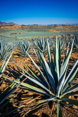 Agave Fields on Rocky Soil under Clear Sky