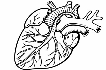 Detailed Anatomical Heart Line Art anatomy medical