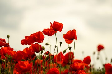Obraz premium Vibrant red poppies blooming under a cloudy sky.