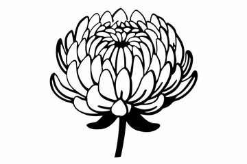 Black and white chrysanthemum flower illustration bloom botanical
