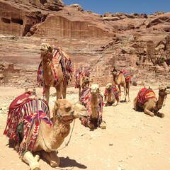 Fototapeta premium camels in the desert