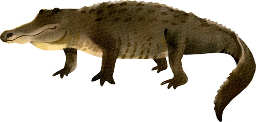 watercolor crocodile