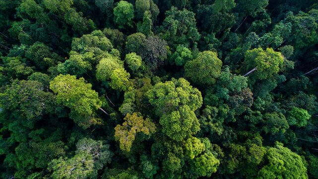 Aerial drone shot over primary Jungle tropical rain. Aerial view, moving over a rainforest tree canopy in a slow pace beautiful green nature background of a tropical forest.