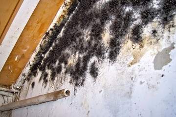 Close-up view of black mold growing on a damp wall Generative AI
