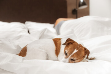 Horizontal close-up of a relaxed Jack Russell Terrier peacefully sleeping on a soft white bed next...