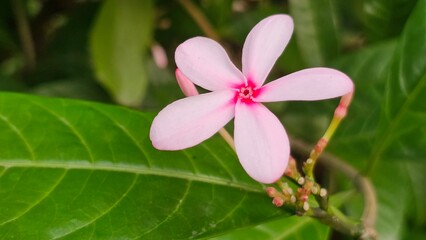 Delicate Pink Kopsia Flower Bloom. Close-up of a Tropical Pink Shrub Flower with green leaves.
