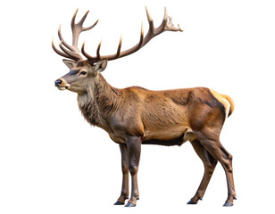 Elegant Male Deer with Large Antlers Standing Side Profile, isolated on a transparent background