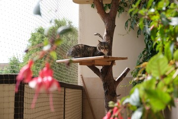 Balcony secured with netting with tree with shelf on which  cat sits. Lots of green plants and red fuchsia flowers on  balcony.
