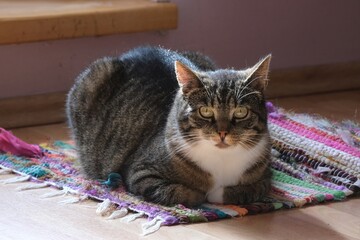 Gray cat sits on colorful rug in home and looks at lens.