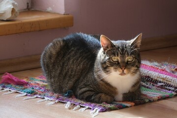 Gray cat sits on colorful rug in home and looks at lens.