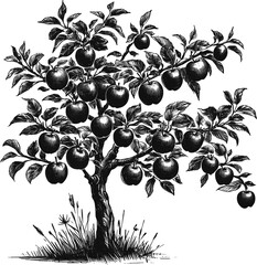 Golden Harvest: Apples Dangling in the Sun apple tree vintage linework ink sketch hand drawn pen drawing plant vector illustration background