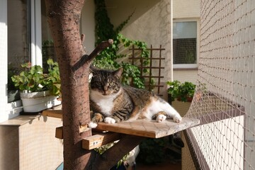 The cat is sitting on shelf on tree on balcony secured with  net in summer time. Green plants on...
