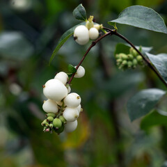 Schneebeeren