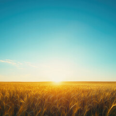 Naklejka premium sun is rising in beautiful blue sky, yellow field is in the background.