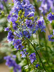 Polemonium caeruleum , or Polemonium azureum ( Latin- Polemonium caeruleum , obsolete version...