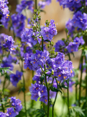 Naklejka premium Polemonium caeruleum , or Polemonium azureum ( Latin- Polemonium caeruleum , obsolete version Polemonium coeruleum ) is a species of plant of the genus Polemonium