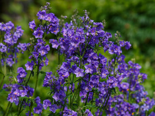 Obraz premium Polemonium caeruleum , or Polemonium azureum ( Latin- Polemonium caeruleum , obsolete version Polemonium coeruleum ) is a species of plant of the genus Polemonium