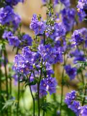 Polemonium caeruleum , or Polemonium azureum ( Latin- Polemonium caeruleum , obsolete version...