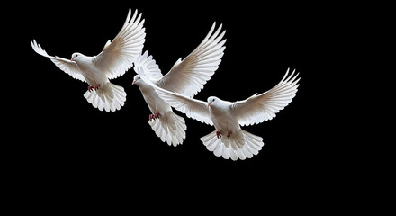 Three white doves flying on black background peace and freedom concept stock photo and image download free
