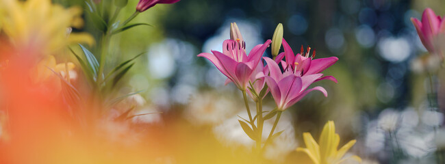 Prächtige Lilien blühen im Garten bei Sonne © Winfried