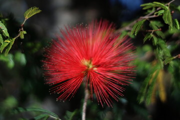Esponjinha vermelha - Calliandra harrisii