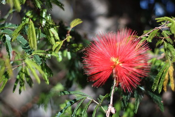 Esponjinha vermelha - Calliandra harrisii