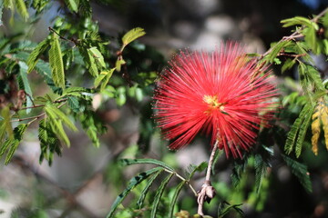 Esponjinha vermelha - Calliandra harrisii
