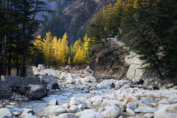 river in the golden cedar forest during spring