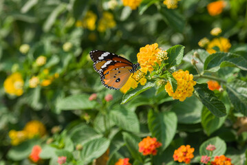 butterfly on flower