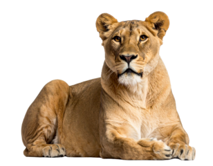 Lioness Lying Down Watching Alertly, isolated on a transparent background