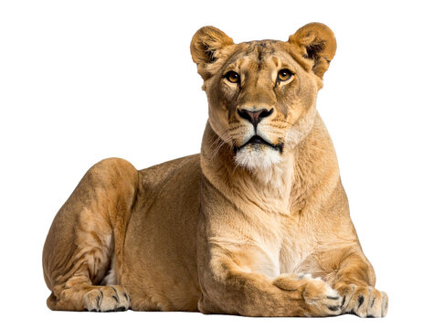Lioness Lying Down Watching Alertly, isolated on a transparent background