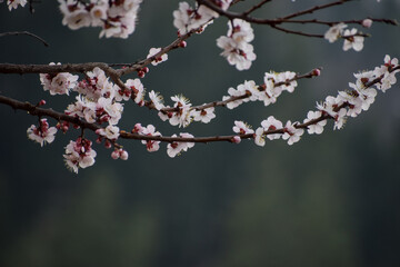 Peach Blossom at Harsil, Uttarkashi, India
